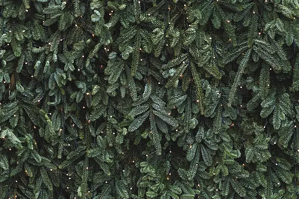 Photo of Texture of wall decorated with garlands and green pine fir