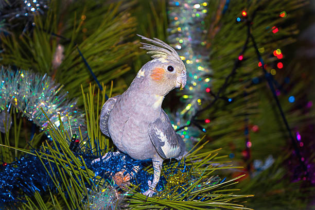 istock Christmas photo. Parrot on the tree. 636240196