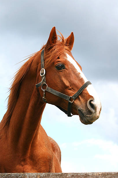 istock Head shot of young stallion 636240760