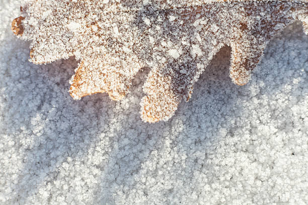 istock Frozen autumn leaves on snow with ice crystals. 636241264