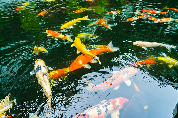 istock Koi Carp fish swimming in pond 636241856