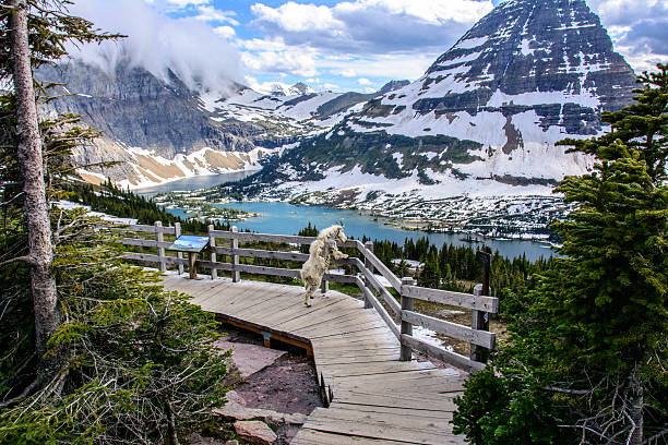 lago nascosti in parco nazionale glacier, montana - us glacier national park foto e immagini stock