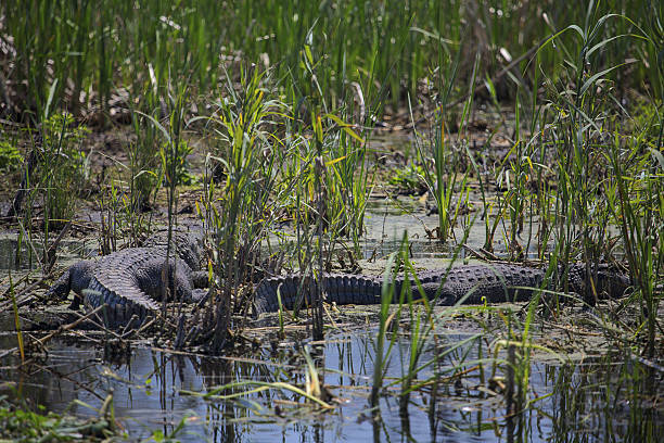 istock American alligator in wetlands marsh 636242488