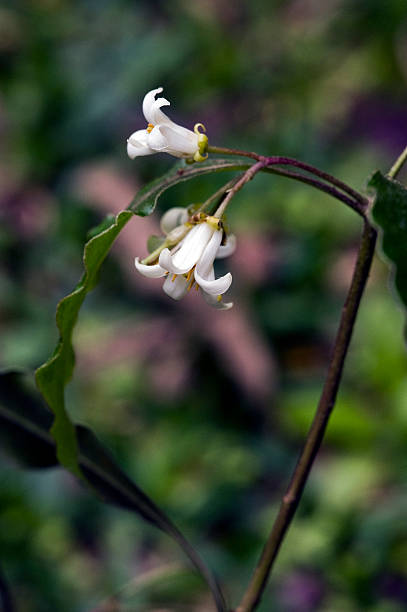 istock Beautiful and extravagant micro white flower 636245106