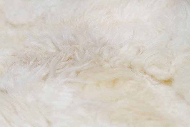 istock Close-up of white sheep woolen fur 636245344