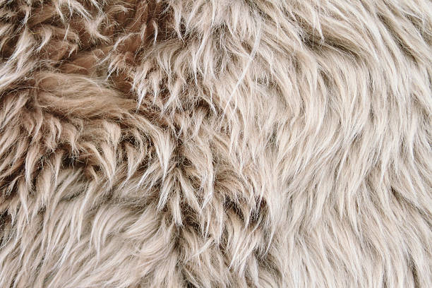 istock Close-up of gray sheep woolen fur 636245912