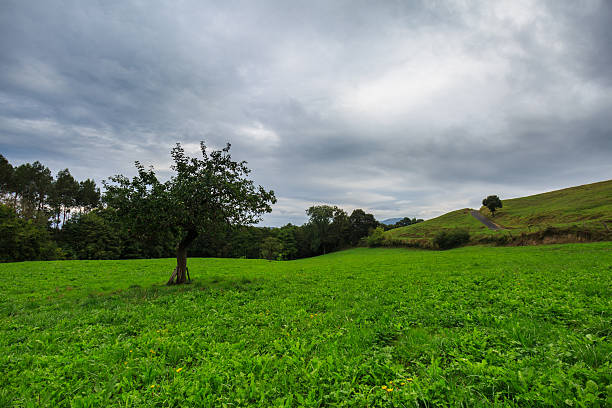 blick auf die grünen felder von laukiz, baskenland - vizcay stock-fotos und bilder