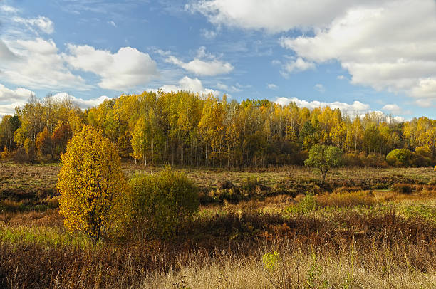 istock Bright colors of Golden autumn 636246730