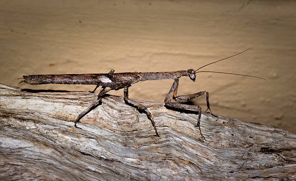 istock Brown and Grey Bark Mantis, South Africa 636246938