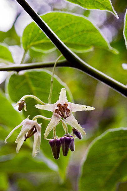 istock Beautiful and extravagant micro white flower 636249518