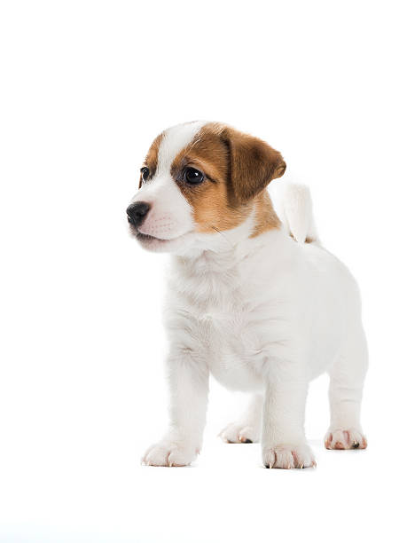 istock Jack Russell Terrier puppy isolated on white background 636250208