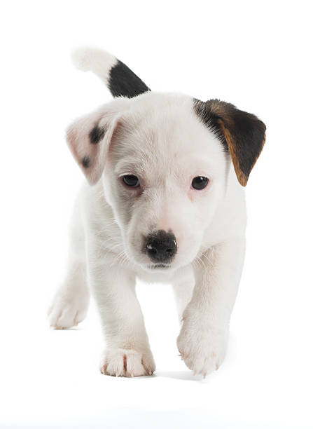 istock Jack Russell Terrier puppy isolated on white background 636250418