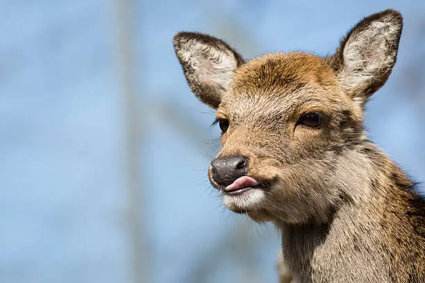 A picture from a sika deers head. The deer has a little bit of his tongue out.