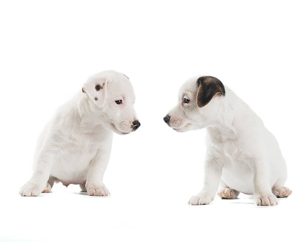 istock two puppies Jack Russell Terrier on white background 636250668