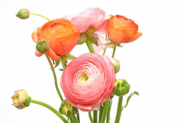 istock Bouquet of Persian buttercup 636250676