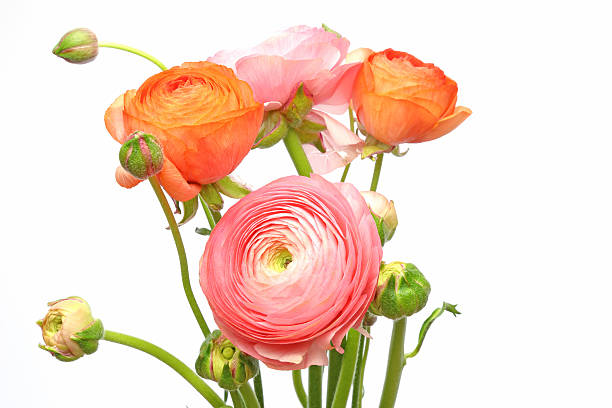 Bouquet of Persian buttercup stock photo