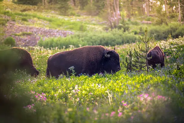 Photo of Bison in a field of wildflowers.