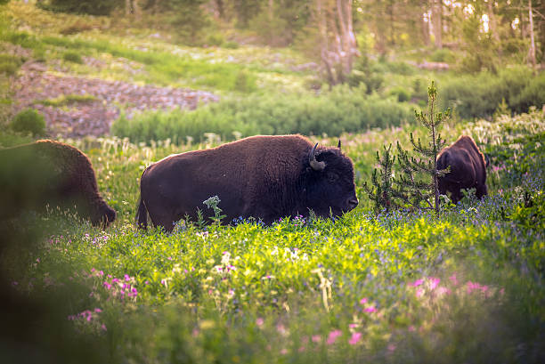 bisão em um campo de flores silvestres. - montana mountain meadow flower - fotografias e filmes do acervo