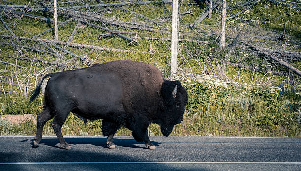 istock Lone bison on the road. 636252758