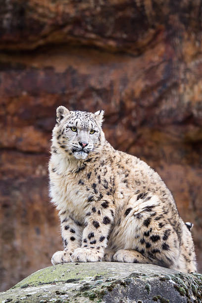 sentado sobre uma rocha - snow leopard imagens e fotografias de stock