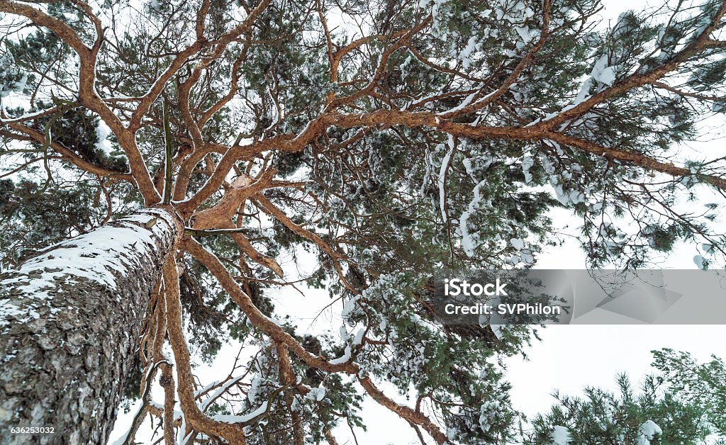 Pine in the winter forest. Pine in the winter forest. Bottom view. Beauty Stock Photo