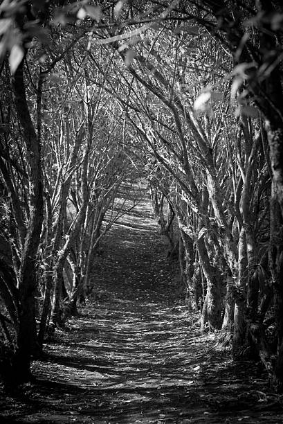 istock Arched jungle path. Black and white. Portrait orientation. 636253314