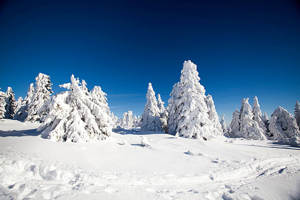 istock Snow covered pine trees in the mountains 636253890