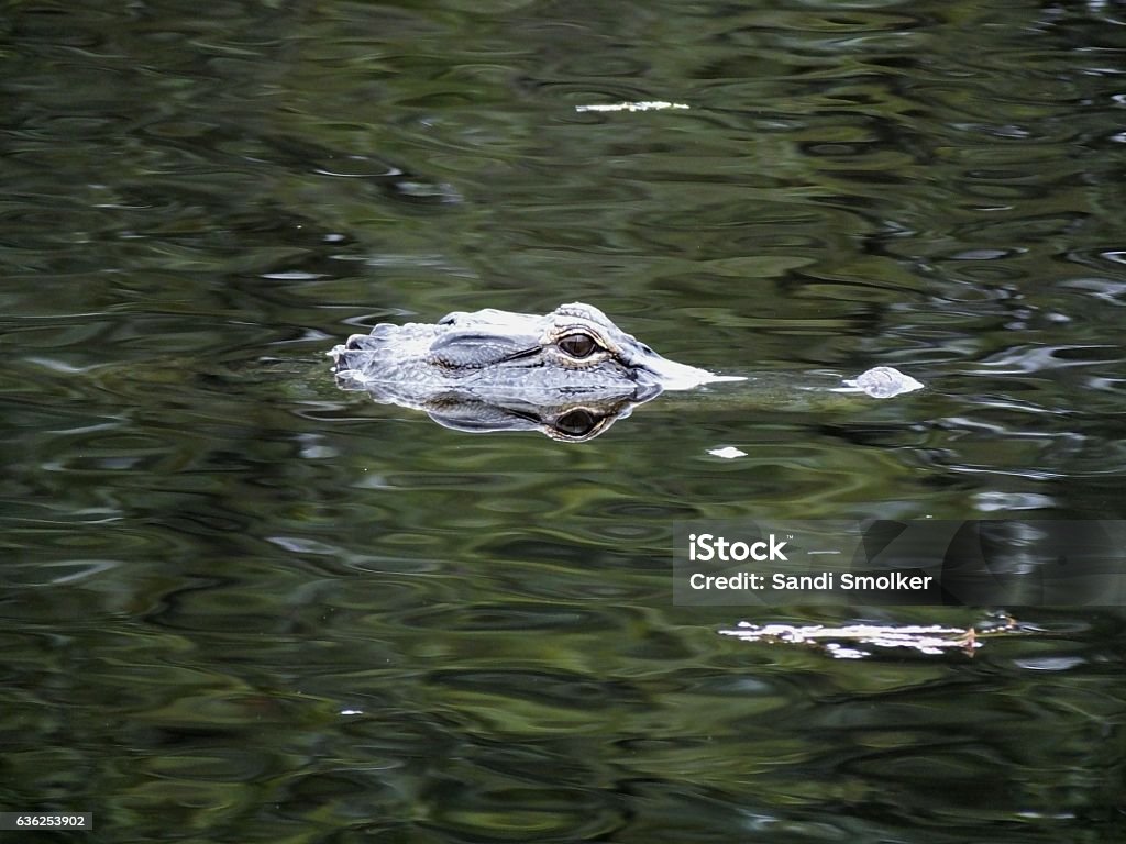 American Alligator (Alligator mississippiensis) American Alligator in the wetlands.	 Alligator Stock Photo