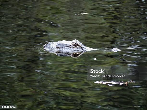 American Alligator Stock Photo - Download Image Now - Alligator, American Alligator, Animal Wildlife