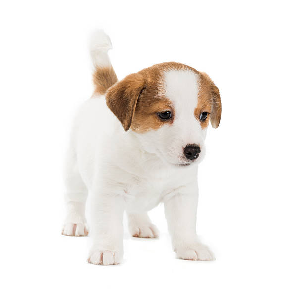istock Jack Russell Terrier puppy isolated on white background 636254156