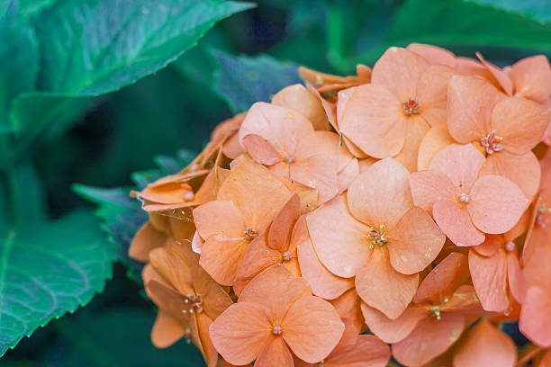 orange hydrangea with leaves in the garden.