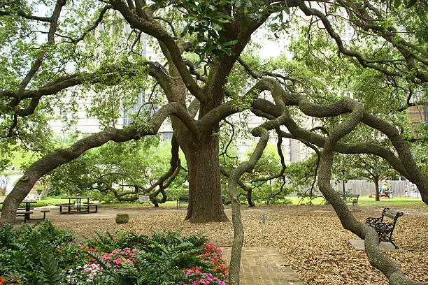 This photo was taken in Tree, Sam Houston park, Houston,Texas