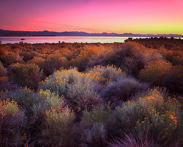 istock Mono Lake California 636257472