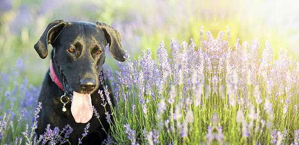 istock Happy dog banner 636257962
