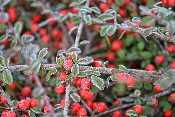 istock frosted green small leaves of a bush with red berries 636258806