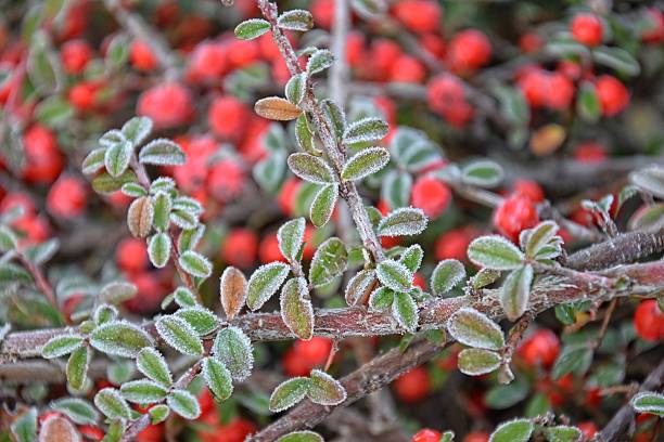 istock frosted green small leaves of a bush with red berries 636258936