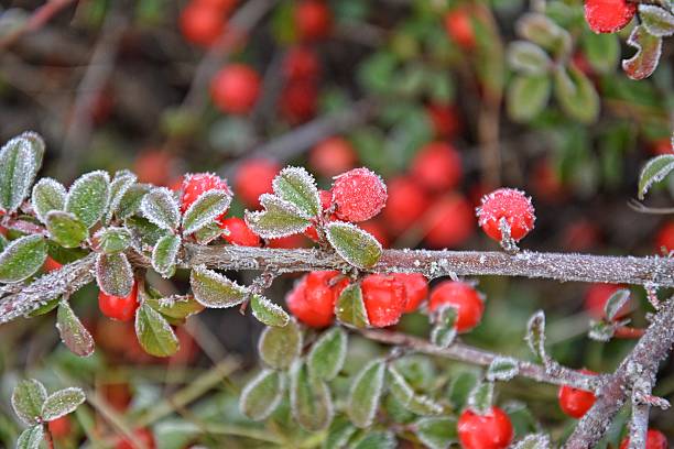 istock frosted green small leaves of a bush with red berries 636259212