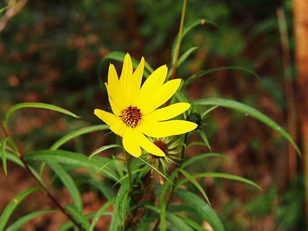 Helianthus salicifolius (syn. Helianthus orgyalis) - willow-leaved sunflower, willowleaf sunflower