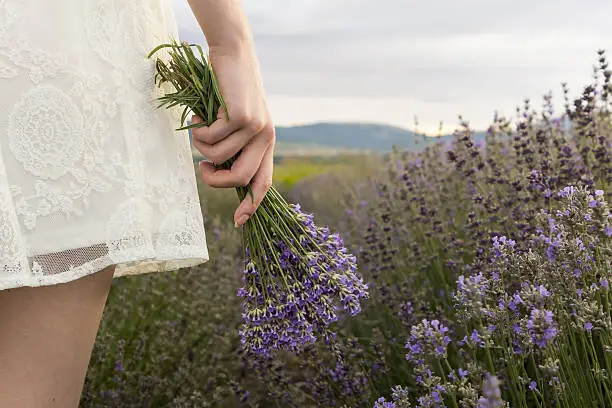 Photo of On lavender field girl in white dress holding bouquet