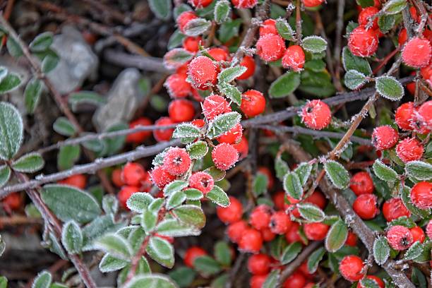 istock frosted green small leaves of a bush with red berries 636259726