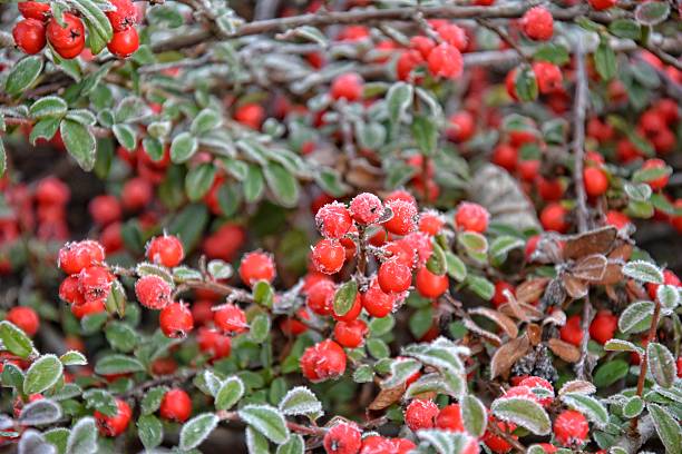 istock frosted green small leaves of a bush with red berries 636259832
