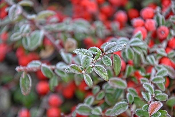 istock frosted green small leaves of a bush with red berries 636259922