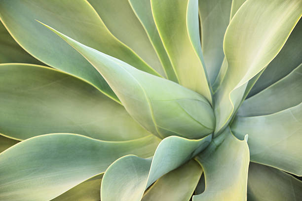 istock Agave Succulent Plant Leaves 636259930
