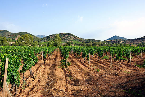 istock Green summer vineyard newly plowed 636260748