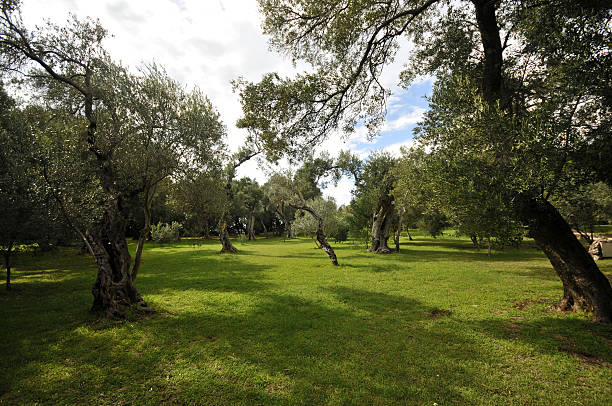 istock Olive trees on Lokrum island, Dubrovnik, Croatia 636260802