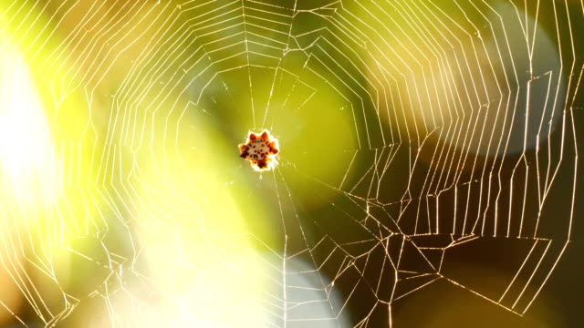 The spider web (cobweb)