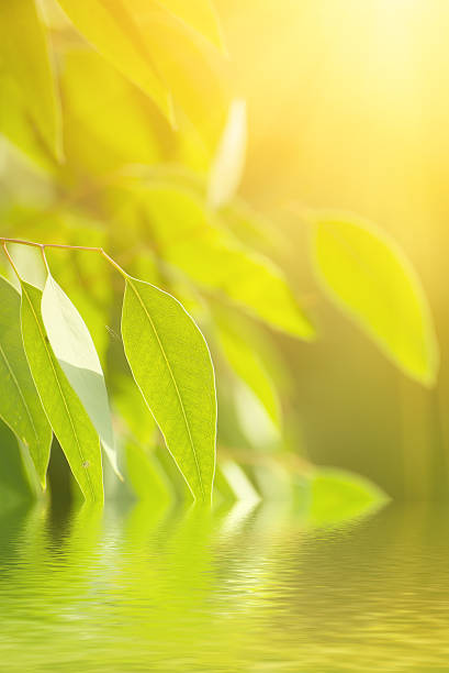 istock Eucalyptus green leaves 636261838