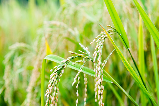 Ear of rice in the field.