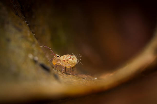istock Macro shot of a Globular Springtail. 636262492