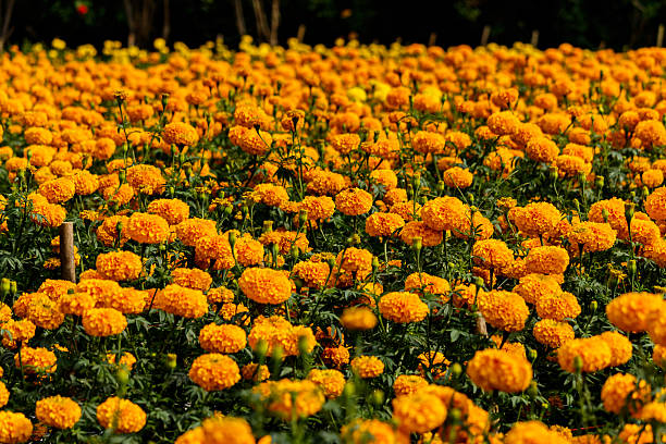 istock Marigolds flowers in the garden 636263372